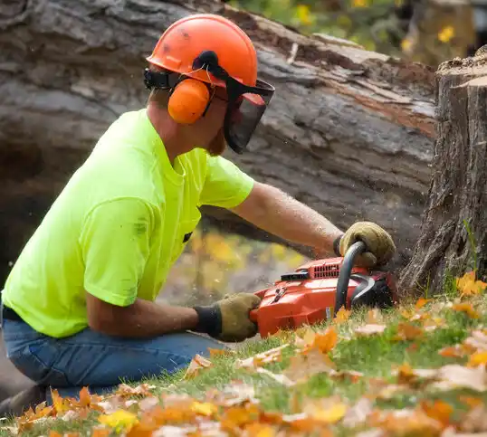 tree services Lake Shore